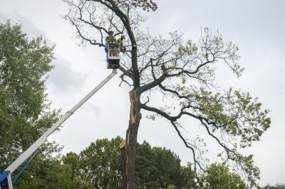 Tree Removal Experts