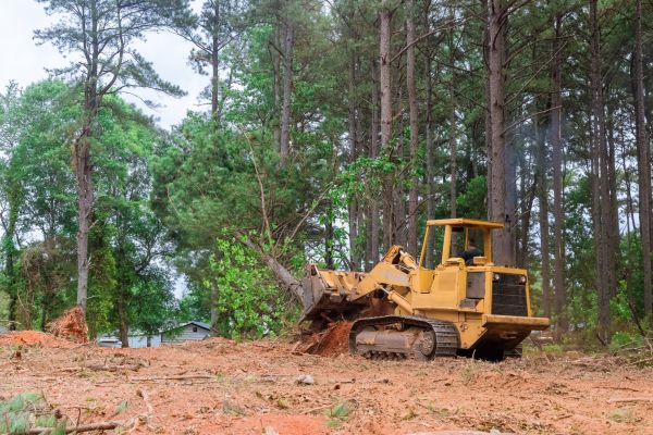 Cost of Trees Clearing in Anaheim