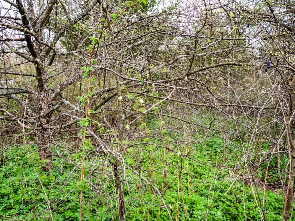Cost of Underbrush Clearing in Anaheim