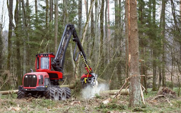Cost of Forest Clearance Service in Anaheim